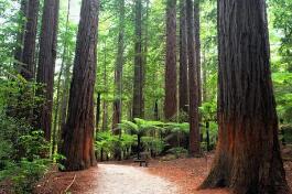新森林法获通过，明确森林权属、建立森林生态效益补偿制度！